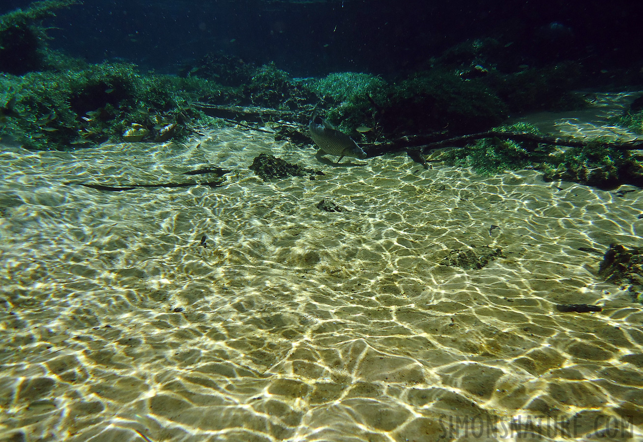 Snorkeling in the cristal clear water near Bonito [4.7 mm, 1/125 sec at f / 8.0, ISO 80]
